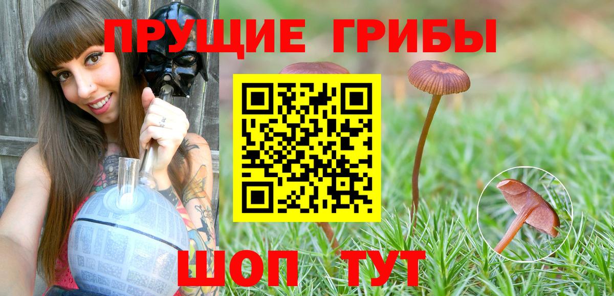 Псилоцибиновые грибы Psilocybine cubensis Урюпинск